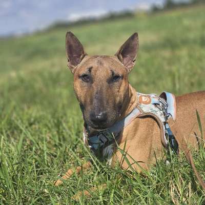 Hundetreffen-Gassi/Spiel/Training-Bild