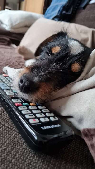 CHALLENGE NR. 19 - Der Hundeblick-Beitrag-Bild