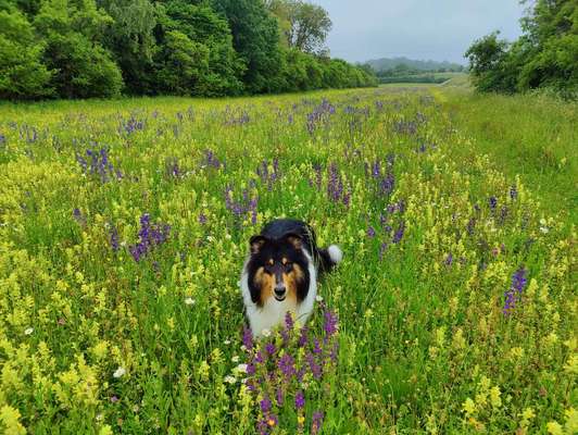 Die Dogorama Kalender Challenge 4/4-Beitrag-Bild