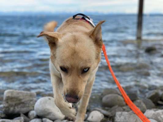 Dogorama-Monats-Challenge-Mai "Wasser"-Beitrag-Bild