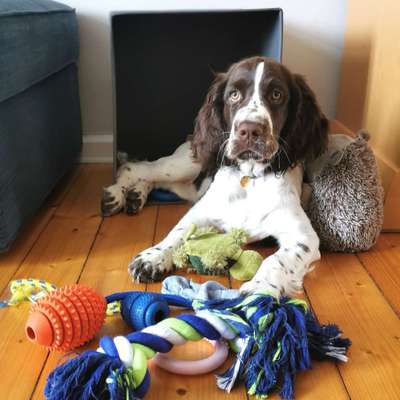 Springer Spaniel-Beitrag-Bild