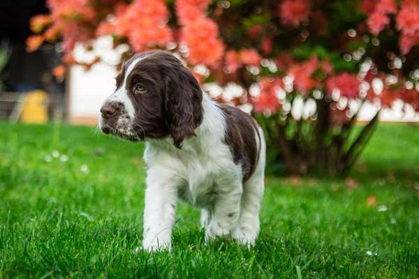 Welpen Bilder !-Beitrag-Bild