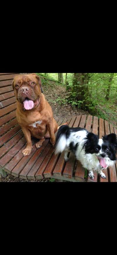 Dogorama Photo Challenge - Die besten Hundebuddys-Beitrag-Bild