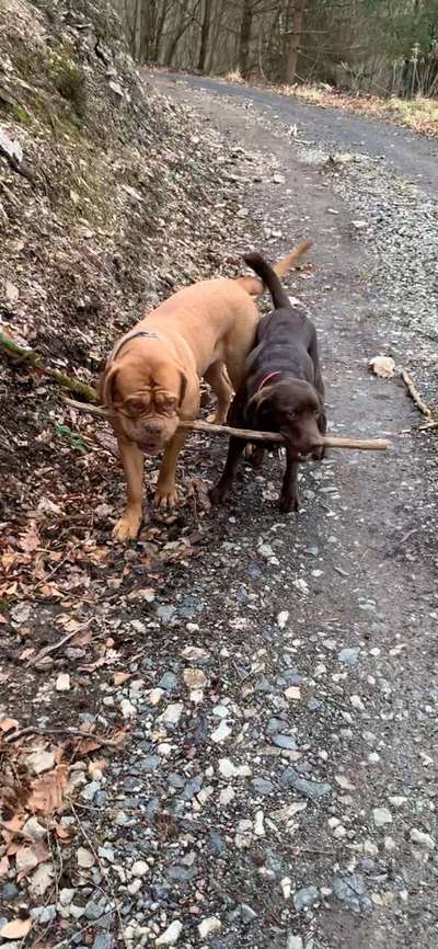 Dogorama Photo Challenge - Die besten Hundebuddys-Beitrag-Bild