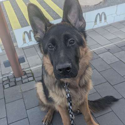 Hundetreffen-Suchen Hunde zum sozialisieren und spielen-Bild