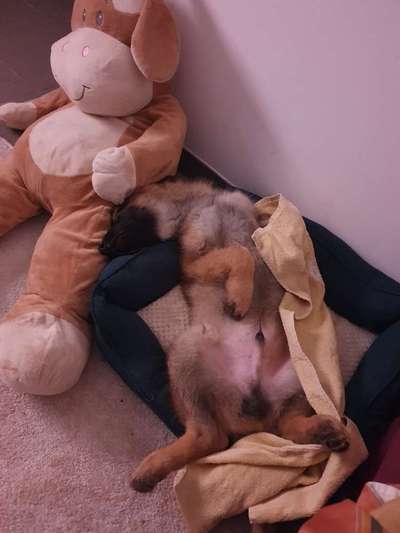 Welpen Bilder !-Beitrag-Bild