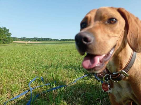 Hundetreffen-Treffen zum Spielen und Toben-Bild