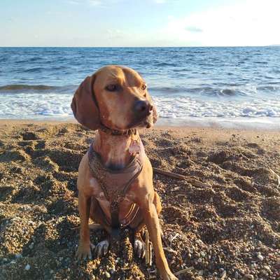 Hundetreffen-Training, Spiel, Hundekontakte-Bild