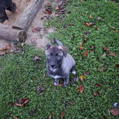 Hundetreffen-Welpentreff-Bild