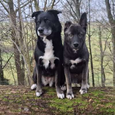 Hundetreffen-Gassitreff, Spieltreff, soziale Kontakte-Bild