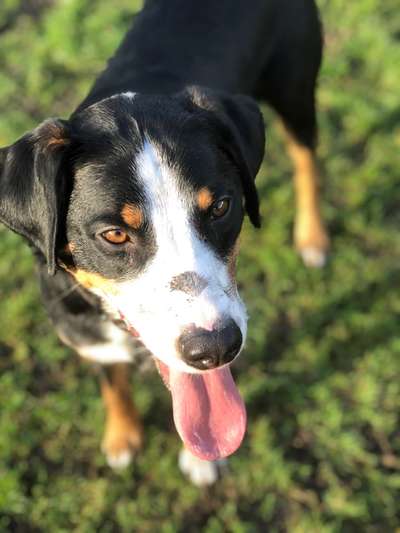 Appenzeller Sennenhunde-Beitrag-Bild