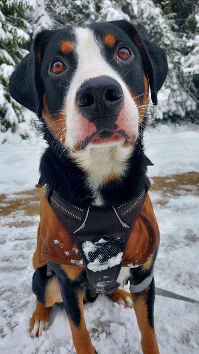 Die Dogorama Kalender Challenge Teil 2/4-Beitrag-Bild