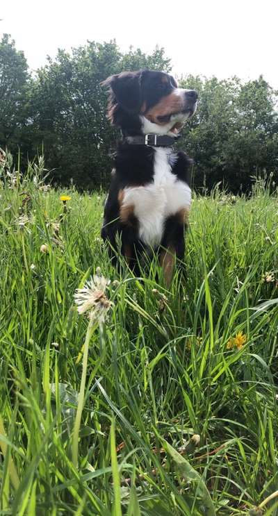 Die Dogorama Kalender Challenge Teil 3/4-Beitrag-Bild