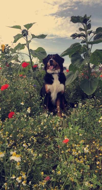 Reinrassige Hunde?-Beitrag-Bild