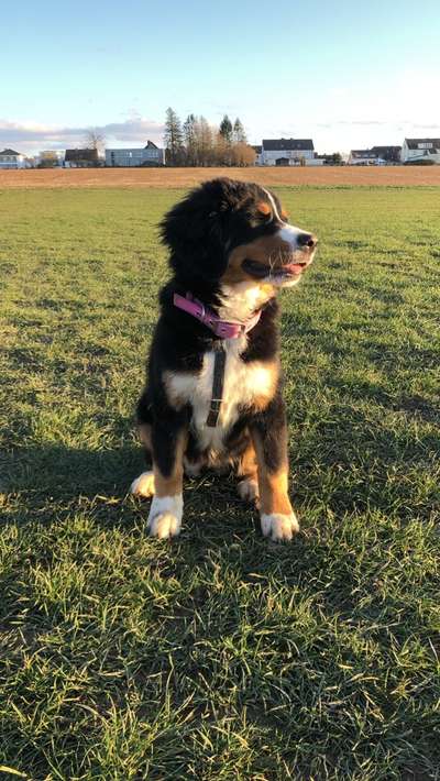 Welpen Bilder !-Beitrag-Bild