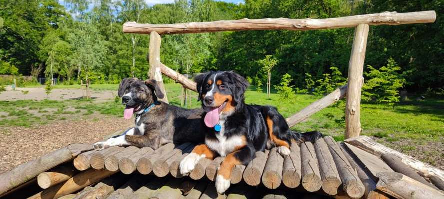 Hundetreffen-Whatsappgruppe Hundetreff/Austausch-Bild