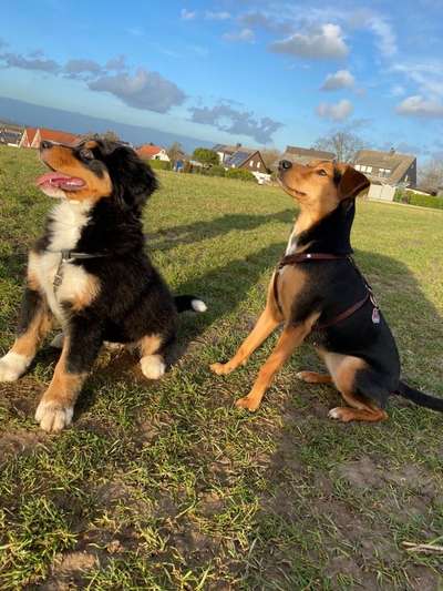 Wo sind die Jack und Parson Russell Terrier?-Beitrag-Bild