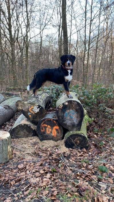 Reinrassige Hunde?-Beitrag-Bild