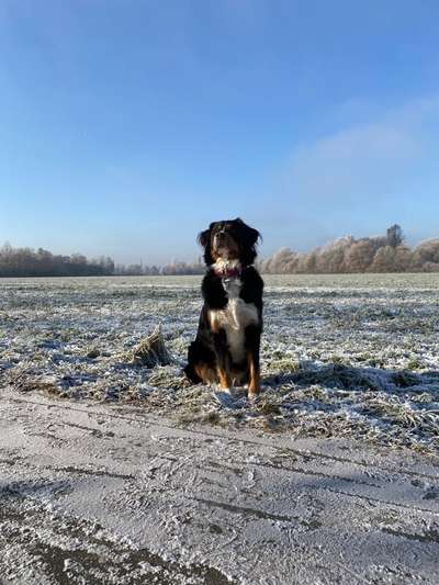 Berner Sennen-Beitrag-Bild