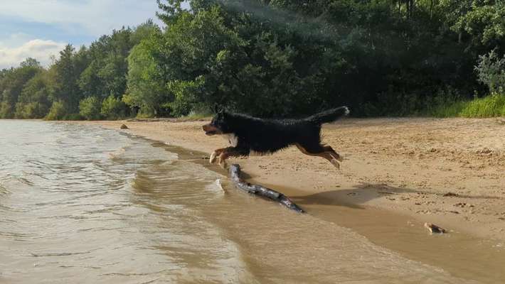 Reinrassige Hunde?-Beitrag-Bild