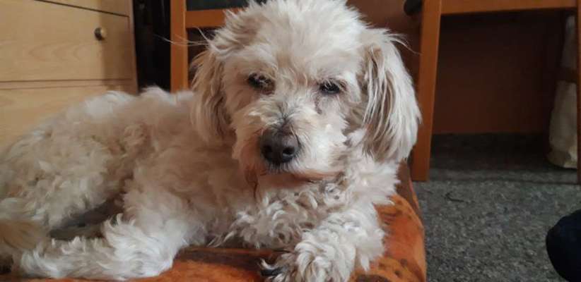 Welpen Bilder !-Beitrag-Bild