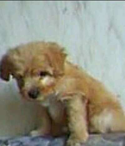 Welpen Bilder !-Beitrag-Bild