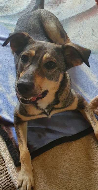 Auslandstierschutz-Beitrag-Bild