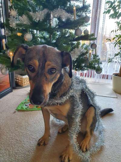 Fotochallange nr. 106
Der geschmückte Hund.-Beitrag-Bild