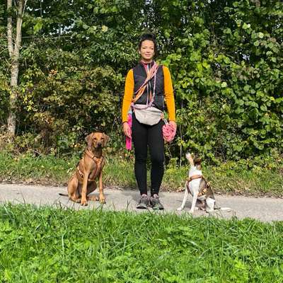 Hundetreffen-Social Walk im Raum Murr / Marbach gesucht-Bild