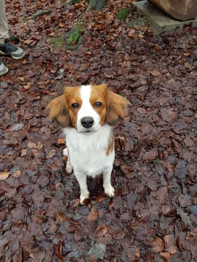 Kooikerhondje-Beitrag-Bild