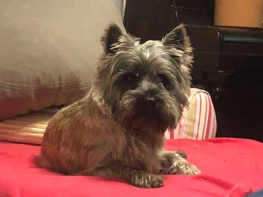 Wuseln hier auch Cairn Terrier rum?-Beitrag-Bild