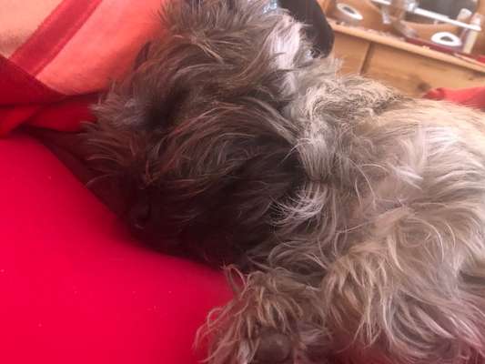 Wuseln hier auch Cairn Terrier rum?-Beitrag-Bild