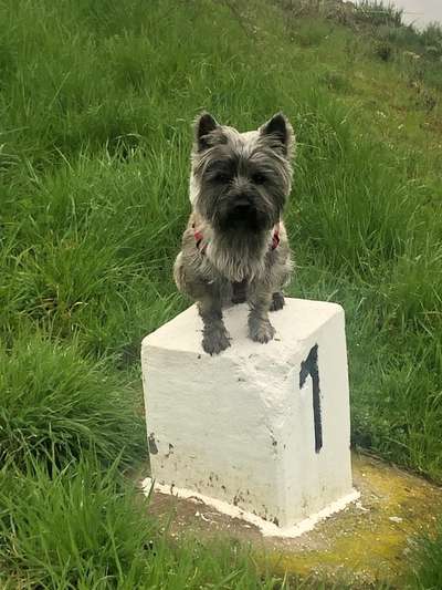 Wuseln hier auch Cairn Terrier rum?-Beitrag-Bild