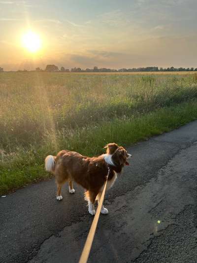 Hundetreffen-Hunderunde in Burgdorf-Bild