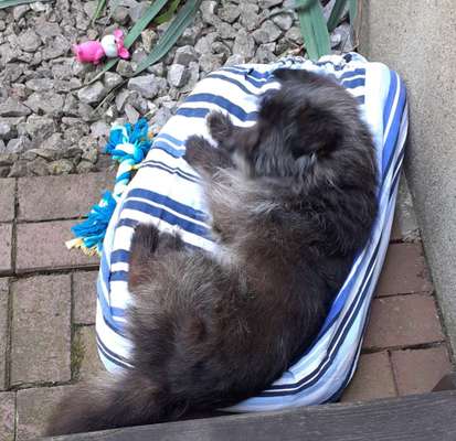 Unsere Fellnasen-Vielfalt im Überblick!-Beitrag-Bild