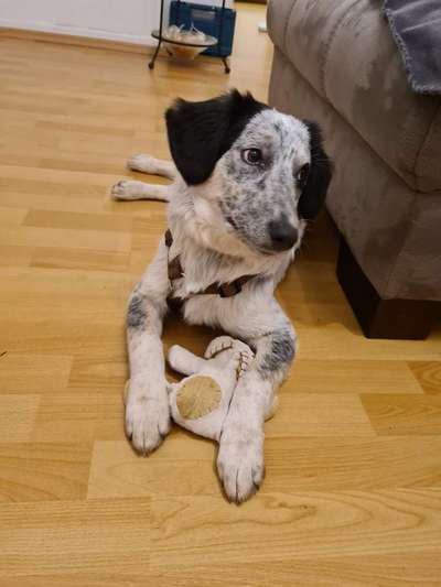 Mischlingshunde Foto Aufruf-Beitrag-Bild