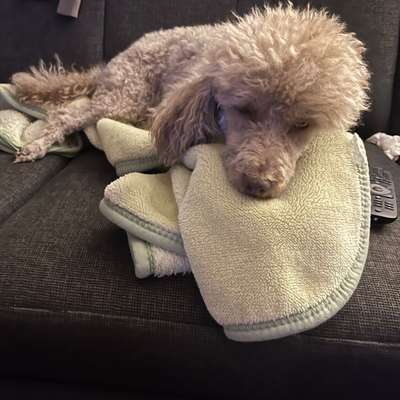 aktuelles Foto Gruppe Pudel