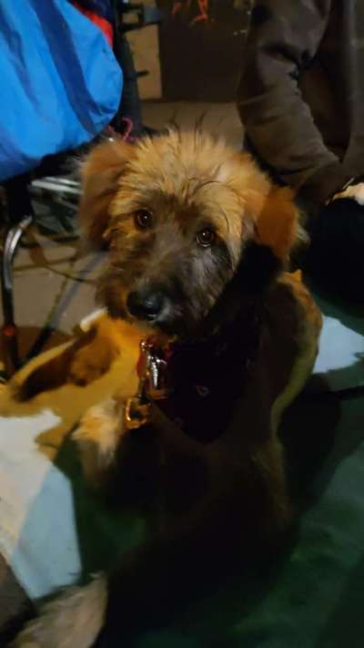 Mischlinge raten - Rätselspaß-Beitrag-Bild