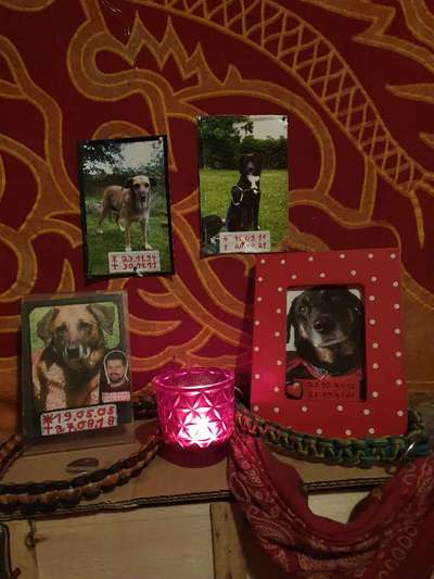 Unsere Fellnasen im Regenbogenland-Beitrag-Bild