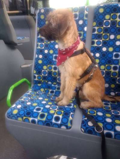 Mischlinge raten - Rätselspaß-Beitrag-Bild