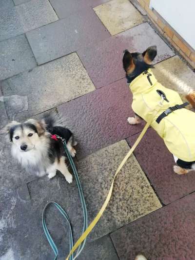 Hundetreffen-Social Walks in Gießen / Wieseck-Bild