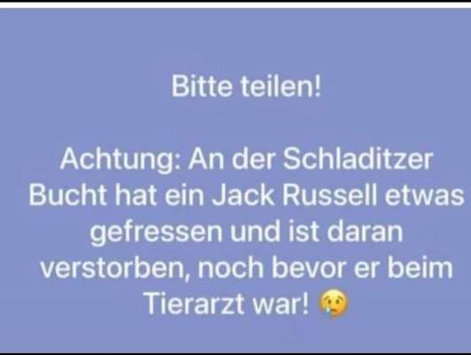Giftköder-Ameisengift-Bild