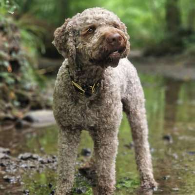 Hundetreffen-🐾 Spiel- und Spazierkumpel gesucht 🐶-Bild