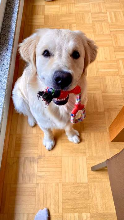 Home Office mit Hund-Beitrag-Bild