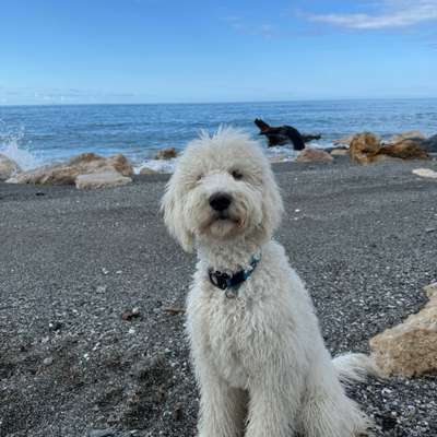 Hundetreffen-Zusammen spazieren gehen-Bild