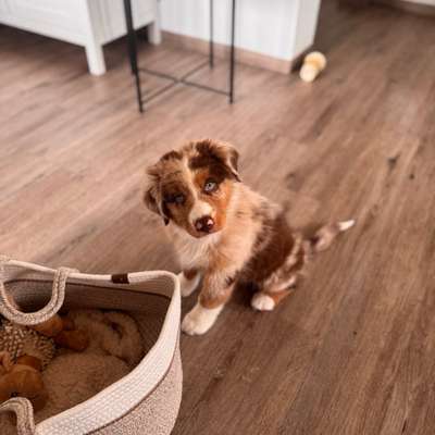 Hundetreffen-Welpentreffen (Ort : flexibel ❤️)-Bild
