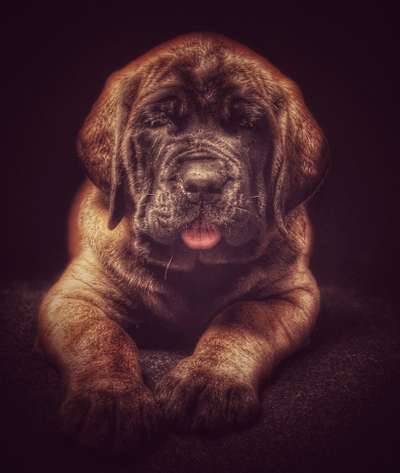 Welpen Bilder !-Beitrag-Bild