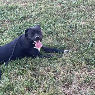 Hundetreffen-Ich würde gerne Hilfe beim Trainieren mit meiner Hündin bekommen sie ist 2j und 1 mnt-Bild