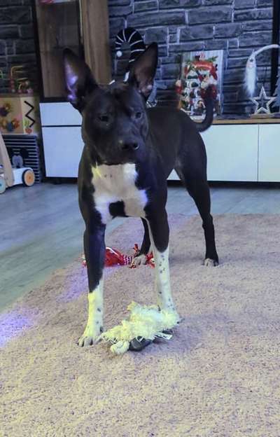 Hundetreffen-Hundetreffen-Bild