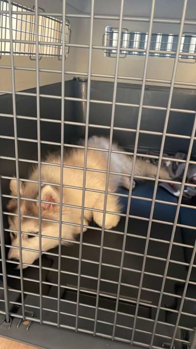 Hundebox-Beitrag-Bild